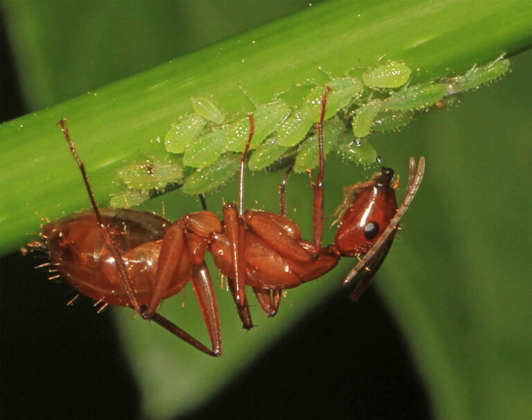 Close-up of a red ant tending a cluster of green aphids on a plant stem, showing the farming behavior where ants harvest honeydew from aphids.
